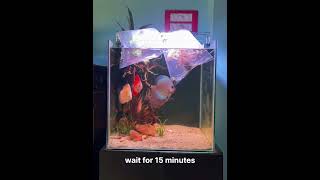 Adding rainbow fish to discus aquarium aquarim fish like share subscribe [upl. by Hras]