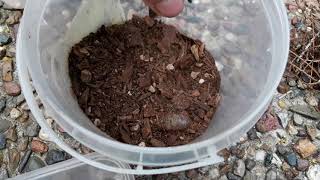 Witchetty grub cage set up and care [upl. by Waal104]