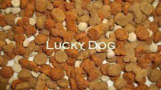 Dog Food Testing  Just How Good IS Commercial Dog Kibble [upl. by Bernete]