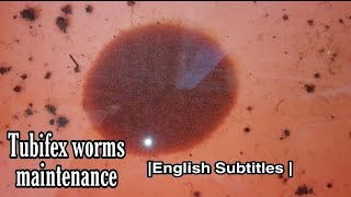 Tubifex worms maintenance method [upl. by Avilo]