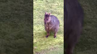 The albino ‘white’ wallaby is unique to Bruny Island Found on walk with his cheeky pademelon mate [upl. by Ecinert]