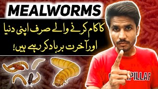 Mealworm Farming Pakistan  Mealworms Business in Pakistan [upl. by Yram]