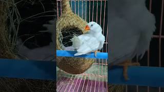 Male Finch cleaning feather 🪶🧿🕊️ birds birdslover finch zebrafinch parrot budgies bird [upl. by Gnuhc]