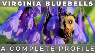 Virginia Bluebells  A Complete Grow And Care Profile [upl. by Lytsirhc]