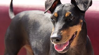 Manchester Terrier [upl. by Jessalyn]