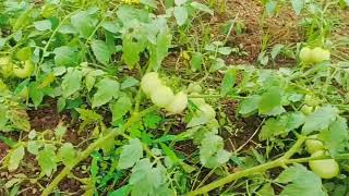 tamato forming thatimakula palli village organicfarming kadapa district viralvideo [upl. by Onailimixam]