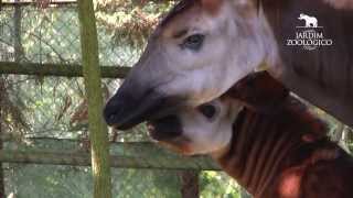 Jardim Zoológico  Reprodução de Okapis Okapia johnstoni no Jardim Zoológico 2013 [upl. by Yeoz]