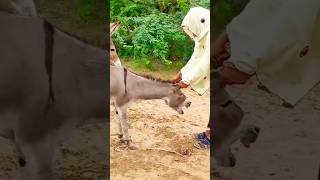 donkey animals funny donkeyvillage shortsvideo [upl. by Wira]