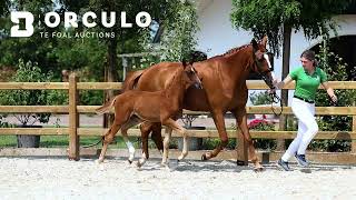 2023 Elite Auction  Atalos van de Kempenhoeve  Colt Vitalos x Quaterback [upl. by Himelman81]