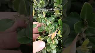 Diferencias entre ligustrina y buxus Lugustrum sinensis y Buxus sempervirens [upl. by Nais]