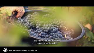 Episode 5 Les vendanges au Domaine Louis Latour [upl. by Attener]