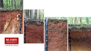 Piedmont Soil Field Tour  Schenck Forest [upl. by Fennie]