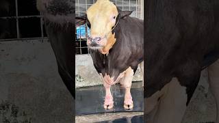 Gigantic Fleckvieh bull Cleaning Moment 2024  Fleckvieh Bull New Video 2024 [upl. by O'Hara600]