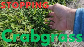 How to STOP and PREVENT Crabgrass  Weed Control  DIY Lawn Coach [upl. by Jerold]