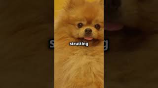 Jiffpom the Pomeranian beautifulthailand wildlife wildlifetourism americanbear travel animals [upl. by Abran617]