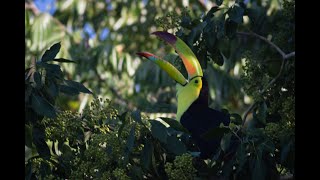 BIRDS of the YUCATAN PENINSULA [upl. by Inoek]