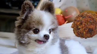 Cute Pomeranian Dog LOVES meatballs 🐶 [upl. by Eerazed675]