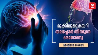 വെള്ളത്തിൽ നിന്നും മൂക്കിലൂടെ തലച്ചോറിലേക്ക് മനുഷ്യനെ കൊല്ലുന്ന അമീബ  Brain Eating Amoeba [upl. by Marella]