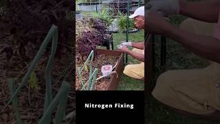 Nitrogen fixation with rhizobium bacteria garden gardening [upl. by Htomit]