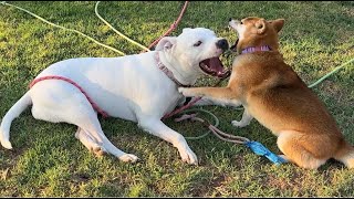 30 Two Girl Dog Friends over a Pine Cone Episode 1 2142024 shiba pitbull [upl. by Terrel]