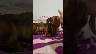 My dog 🐶❤🐶 dog funny jamnik daschund pets puppy [upl. by Sonja]