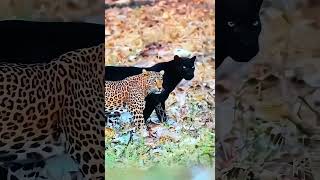 black desert jaguar fighters [upl. by Bud]