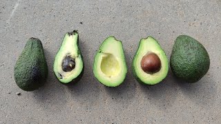 Why are those Fuerte Avocados Persea americana var guatemalensis x var drymifolia so small [upl. by Winslow855]