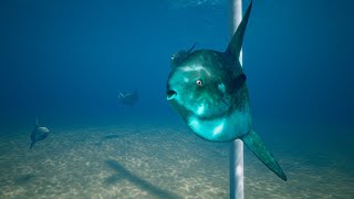 Sunfish Mola Mola Unreal Engine Trailer [upl. by Dianemarie150]