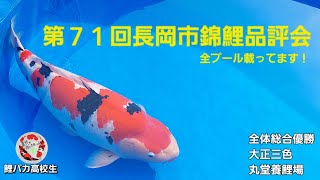 第71回長岡市錦鯉品評会 錦鯉鯉に恋煩い錦鯉飼育農林高校生錦鯉 錦鯉品評会nishikigoikoifish koi [upl. by Averat213]