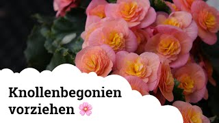 Knollenbegonien  Vortreiben im März  so gelingt es 🌸 [upl. by Alfonzo]