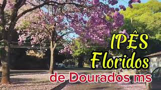 Dourados  muito bela  com seus lindos ipês floridos [upl. by Ahserkal961]