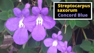 Streptocarpus saxorum Concord Blue [upl. by Darla993]