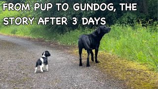 From Pup to Gundog day 3 [upl. by Lonier332]