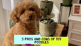 Toy Poodle Pros and Cons Should You Get One [upl. by Uni]