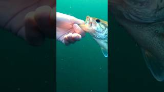 Zwimming and catchin 🎣🤙🏼 freshwaterfish bassfish outdoors bass basslake underwater [upl. by Yssor236]