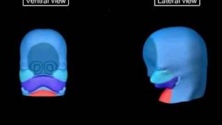 Embriologia  Desenvolvimento da Região da Face [upl. by Naillimxam19]