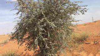 Prosopis cineraria شجرة الغاف a Hope in the Desert [upl. by Tildie]