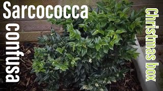 Sarcococca Confusa Christmas box winter flowering fragrant shrub [upl. by Donetta113]