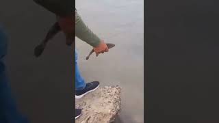 BARADERO LUGAR GRATIS baradero pesca fishing shorts shortvideos pescadordeportiva [upl. by Sivle318]