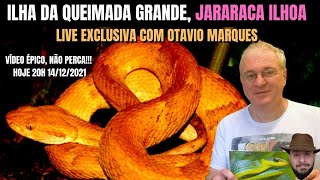 Ilha da Queimada Grande Jararaca Ilhoa com Otavio Marques [upl. by Irrek]