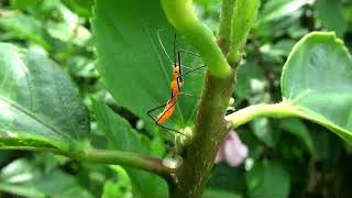 Milkweed assassin bug nymph [upl. by Anitsirhk]