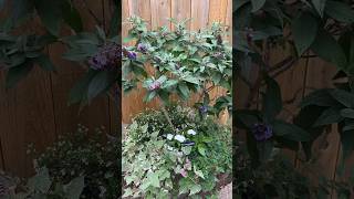 Check out this😍Pugster Blue Buddleia trained into a tiny tree in a container garden container [upl. by Patrice]