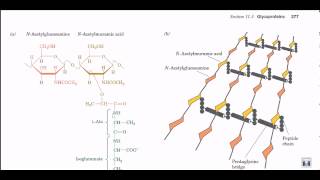 Peptidoglycan structure and biosynthesis [upl. by Rebmyk]