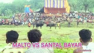 Kada Ropok  Malto Bayar vs Santal bayar भैंस लड़ई AtBakudi [upl. by Anyahc585]