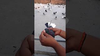 Farrukhabadi mahdumeyoutube firstshortvideo pigeonlover [upl. by Karb]