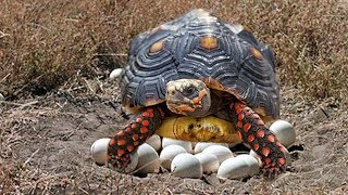 RedFooted Tortoise laying eggs and cute babies Tortoise hatching [upl. by Anileva]