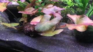 Dwarf Cichlids and Tetras [upl. by Hsotnas]