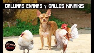 GALLINAS ENANAS y GALLOS KIKIRIKIS – Razas de gallinas miniatura [upl. by Marb]