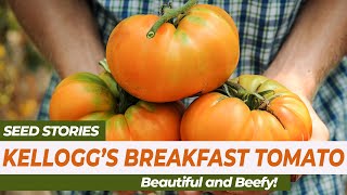 SEED STORIES  Kelloggs Breakfast Tomato Beautiful and Beefy [upl. by Shreve]