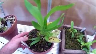 Channel Introduction and July Greenhouse Tour [upl. by Oren534]